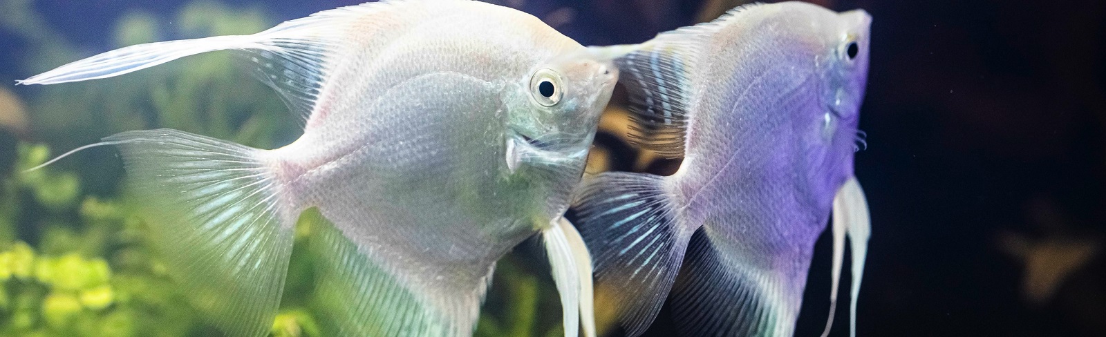 Themenwelt Aquaristik / Terraristik