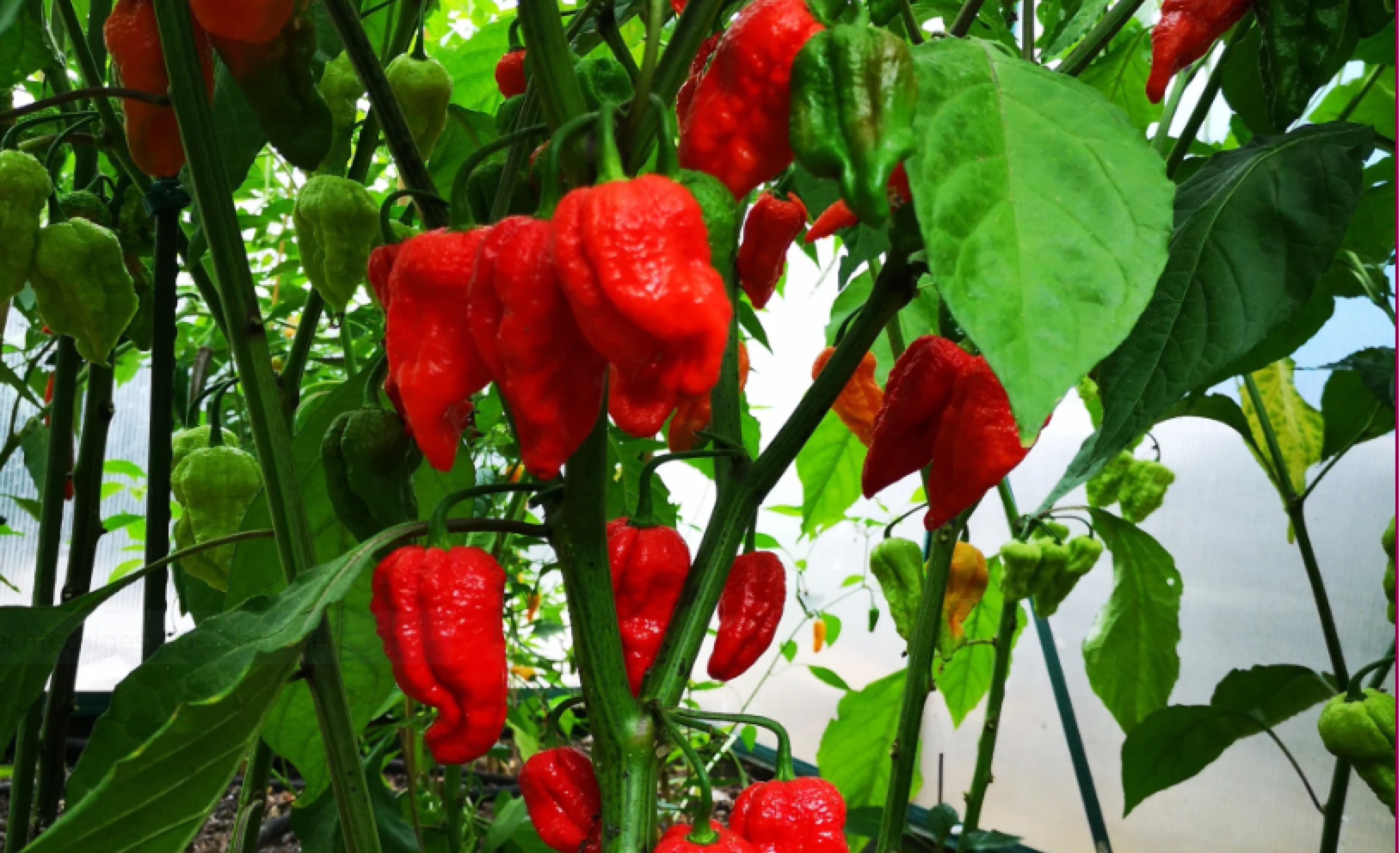 Messe Stuttgart Garten Chilli-Pflanzen