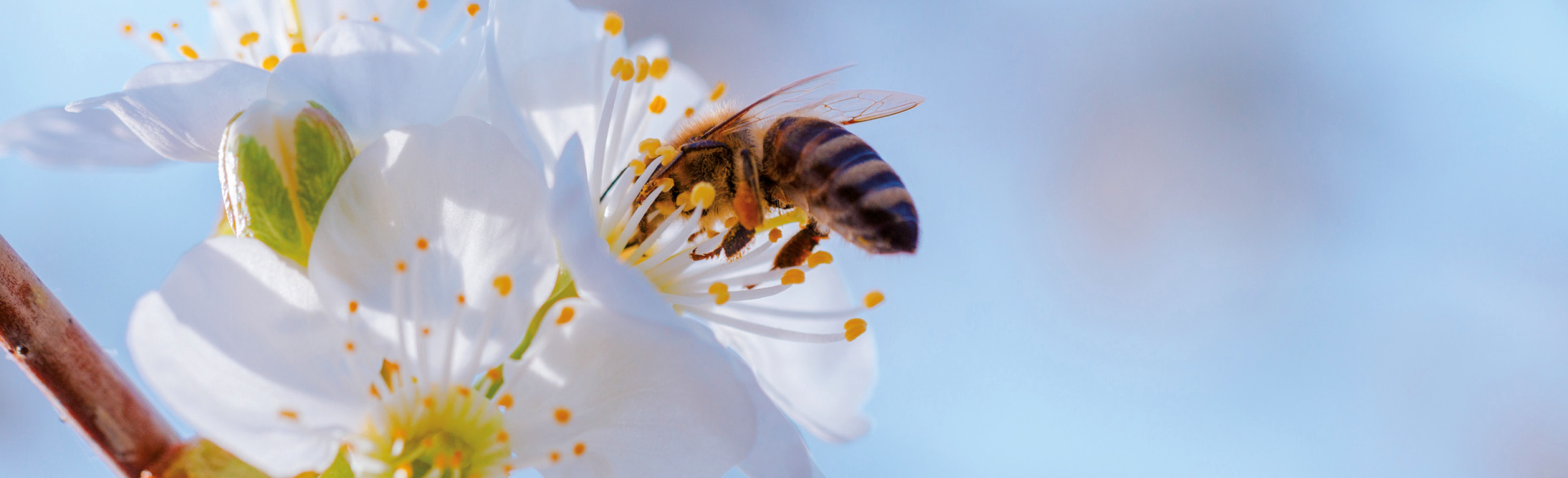 Bienenfreunde willkommen