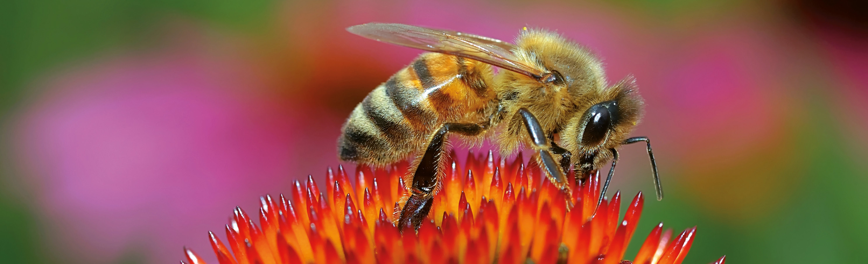 Die Bienale - Imkereizubehör und Bienenprodukte